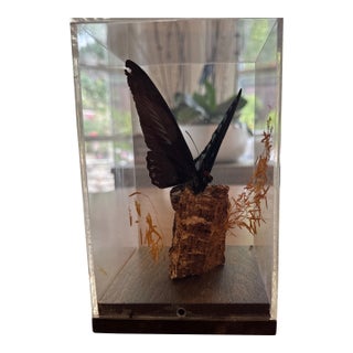 Birdwing Butterfly in a Display Case on Wood. Triedes Brookiana. For Sale