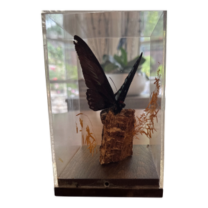 Birdwing Butterfly in a Display Case on Wood. Triedes Brookiana.
