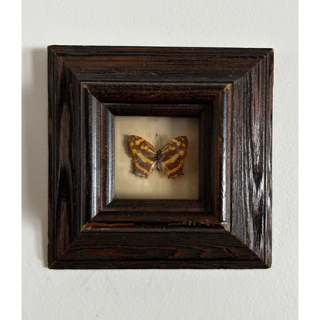 Real butterfly preserved under glass and in antique wood frame. The species is the common Jester Butterfly of Viet Nam.