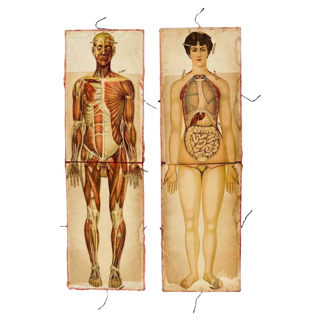 Paper Pair of Rare Life-Sized Pilz Anatomical Flap Manikins, Germany, c. 1890 For Sale - Image 7 of 18