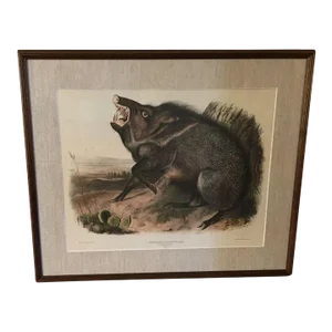 Antique 19th Century John James Audubon Large Folio Hand Colored Lithograph Collared Peccary Philadelphia 1844 Plate 31