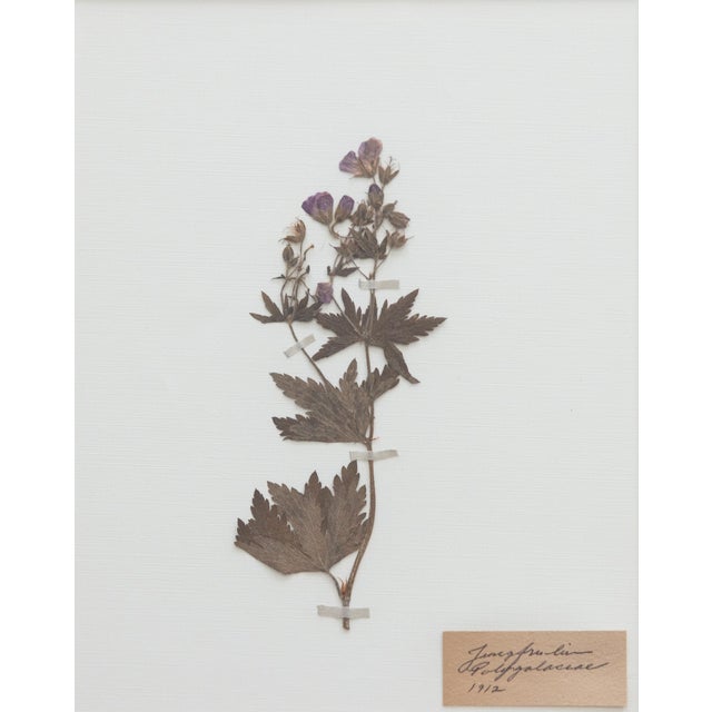 Custom Framed Antique Swedish Botanical Herbariums, 1912 - Set of 4 For Sale - Image 9 of 13