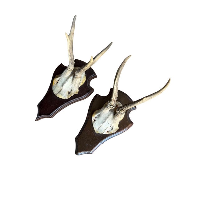 Traditional 1930s Pair of Roe Deer Trophies 137, Black Forest Antlers For Sale - Image 3 of 6