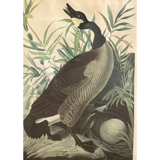 Pair of Vintage Framed Bird Illustration Lithographs by John James Audubon For Sale - Image 10 of 16