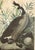 Pair of Vintage Framed Bird Illustration Lithographs by John James Audubon For Sale - Image 10 of 16