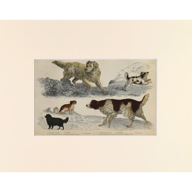 19th Century, hand colored dog engraving published by A. Fullarton & Co., London for "A History of the Earth and Animated...
