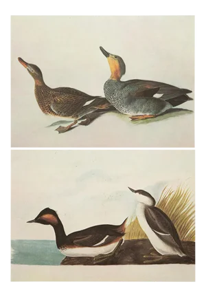 1966 Vintage Cottage Print "Gadwall Duck & Eared Grebe" After John James Audubon