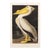 1990s American White Pelican After Audubon, Large American Classical Print For Sale