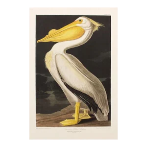 1990s American White Pelican After Audubon, Large American Classical Print