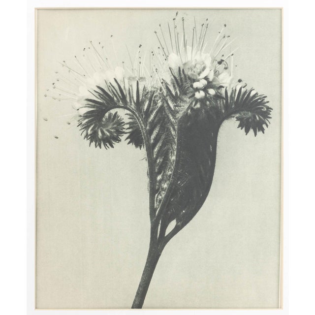 Karl Bossfeldt Urformen Der Kunst Photogravures, 9 For Sale - Image 4 of 16