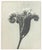 Karl Bossfeldt Urformen Der Kunst Photogravures, 9 For Sale - Image 4 of 16