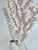 White Exceptional Natural Octopus Coral on Acrylic Base For Sale - Image 8 of 8