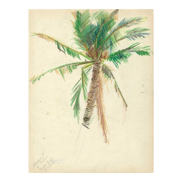 1940s Grace Spongberg Coconut Palm Waikiki Hawaii Drawing For Sale