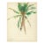 1940s Grace Spongberg Coconut Palm Waikiki Hawaii Drawing For Sale
