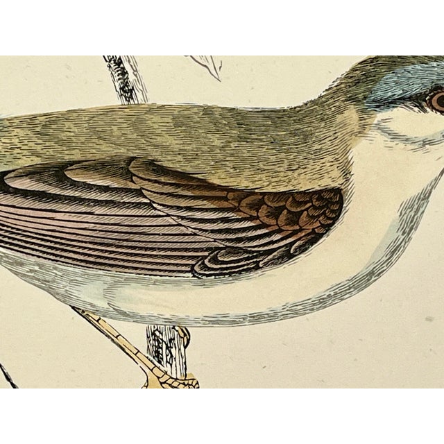 Late 19th Century Antique Hand Tinted Bird Print From England Featuring a Whitethroat Warbler - Circa 1888 For Sale - Image 5 of 11