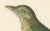 This illustration depicts a bird labeled "Barbu grivelé," which translates to "Streaked Barbet" in English. of the Print:...