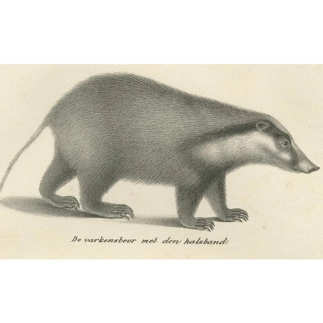 C.C. G. Zool., Collared Peccary, Javanese Skunk and Nordic Wolverine, 1836, Lithograph For Sale - Image 7 of 10