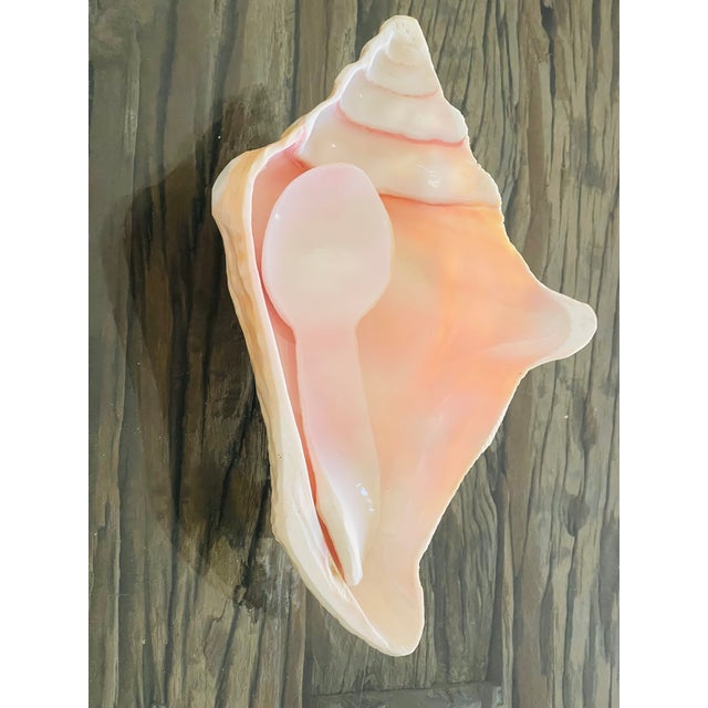 Coastal 1940s Sea Shell Bowls With Spoon - 3 Pieces For Sale - Image 3 of 8