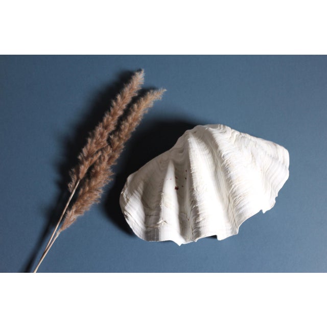 Natural Tridacna Giant Clam Shell - Large seashell bowl - shell decor For Sale - Image 9 of 10