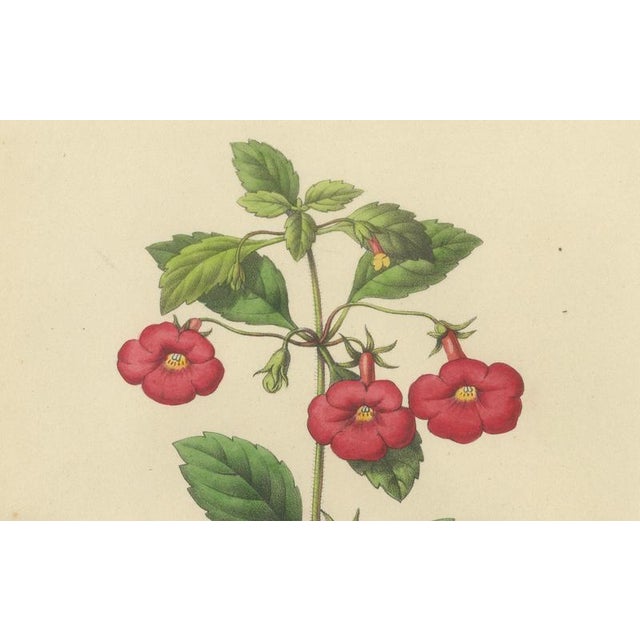 Charles Morren, Red Achimenes Flower Botanical, 1845, Lithograph For Sale - Image 6 of 9