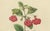 Charles Morren, Red Achimenes Flower Botanical, 1845, Lithograph For Sale - Image 6 of 9