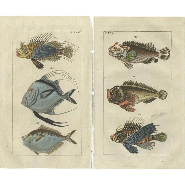 Gottlieb Tobias Wilhelm, Lionfish, Ponyfish & Scorpion Fish, 1832, Prints, Set of 2 For Sale - Image 6 of 6