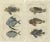 Gottlieb Tobias Wilhelm, Lionfish, Ponyfish & Scorpion Fish, 1832, Prints, Set of 2 For Sale - Image 6 of 6