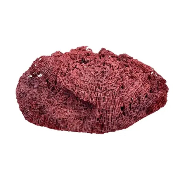 Natural red coral reef specimen. Color is a natural dark red. Flat underside for easy display. This specimen is a great...