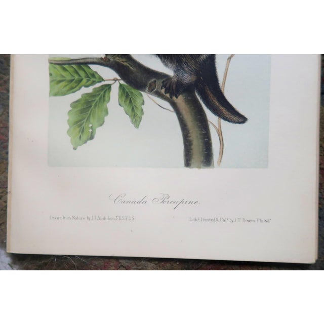 Figurative John James Audubon - Octavo Lithograph From Audubon's the Quadrupeds of North America - Circa 1849 and 1854 - Set of 22 For Sale - Image 3 of 18