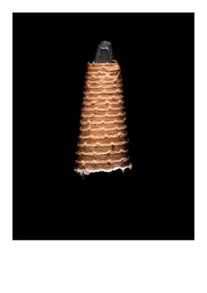 Dave Eggers's Pencil by Secret Life of Pencil Print, 15" x 20"