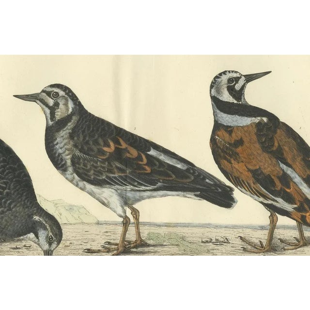 Early 19th Century Depiction of the Common Turnstone, Seasonal and Sexual Plumage Variations, 1826, Print For Sale - Image 5 of 7