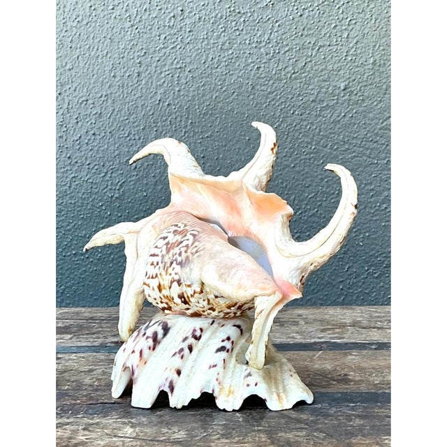 Vintage Spiked Shell Vanity Lamp For Sale In West Palm - Image 6 of 12