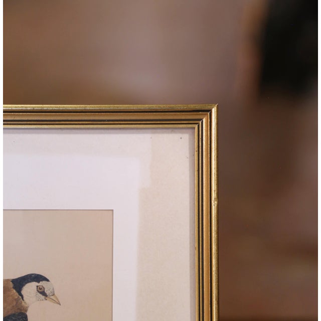 19th C. Hand-Colored Lithographs by Gould Printed by C. Hullmandel, Set of 3 For Sale - Image 13 of 14