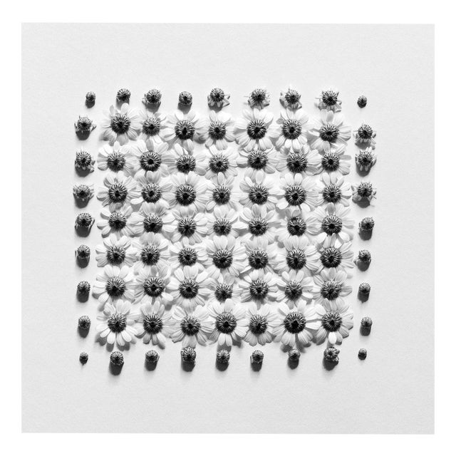 Ugne Pouwell, Chamomile No. 2, 2022, Photography For Sale