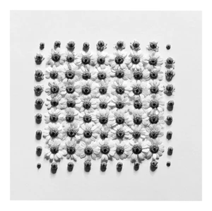 Ugne Pouwell, Chamomile No. 2, 2022, Photography