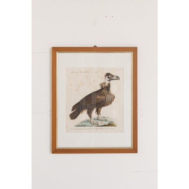 18th Century Framed Hand Colored Bird Engravings From Italy Reproduction - Set of 9 For Sale - Image 9 of 12