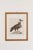 18th Century Hand Colored Bird Engravings From Italy - Set of 9 For Sale - Image 9 of 12