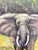 Canvas Featuring a Detailed Wildlife Portrait of an Elephant in Africa - Signed For Sale In Miami - Image 6 of 12