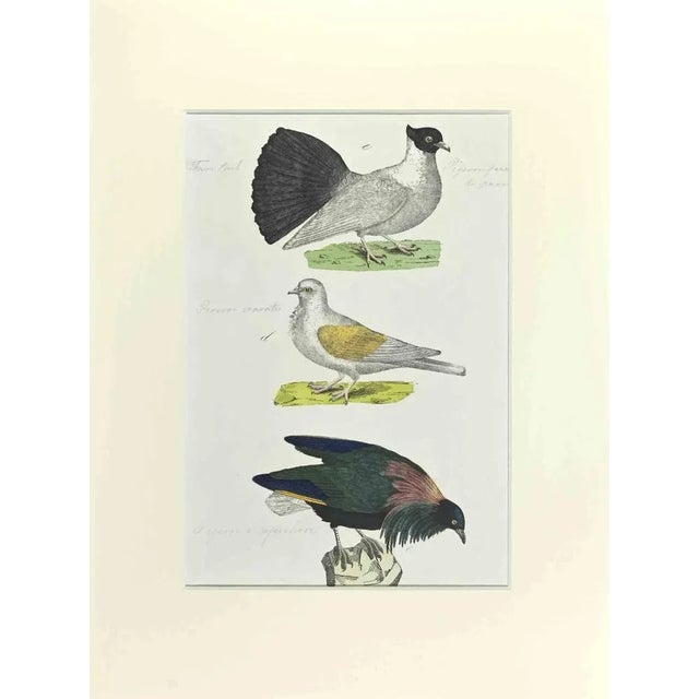 Johann Friedrich Naumann, Pigeon with Fan Tail, Etching, 1840 For Sale - Image 3 of 3