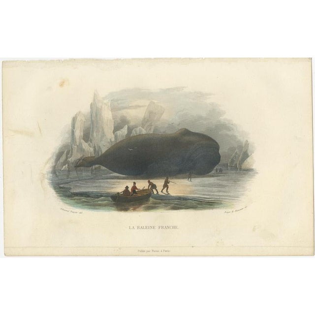 After Édouard Traviès, The Right Whale, 1840, Hand-Colored Engraving For Sale - Image 3 of 9