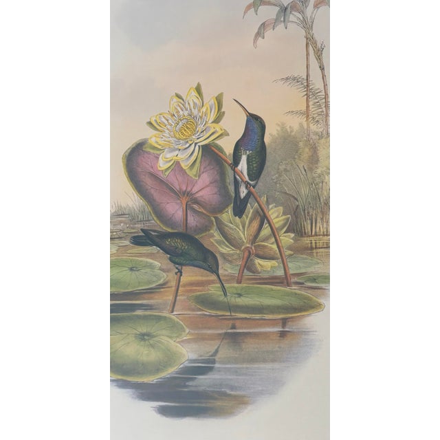 English 1990s J. Gould Blue-Breasted Sapphire Hummingbird Print, Framed and Matted For Sale - Image 3 of 7