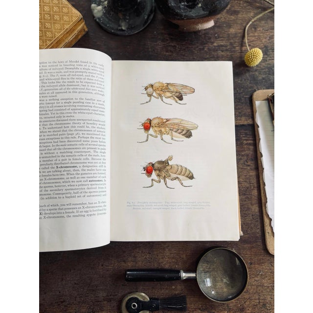 Illustration 1957 the Principles of Heredity For Sale - Image 3 of 10