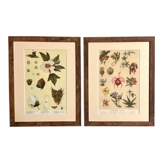 Rare Antique Botanical Color Plate Print U. S. Dept. Of Agriculture 1888. Framed - Set of 2 For Sale