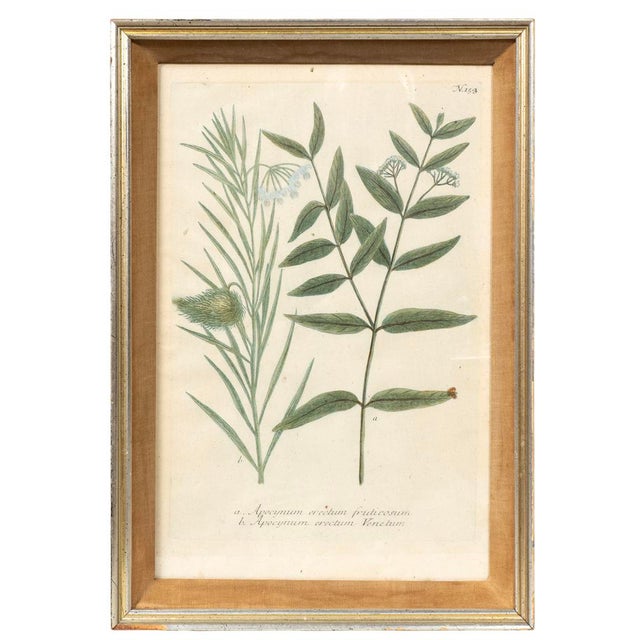 Gold Set of Eight Framed Botanicals by J. Wilhelm Weinmann For Sale - Image 8 of 17