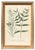 Gold Set of Eight Framed Botanicals by J. Wilhelm Weinmann For Sale - Image 8 of 17