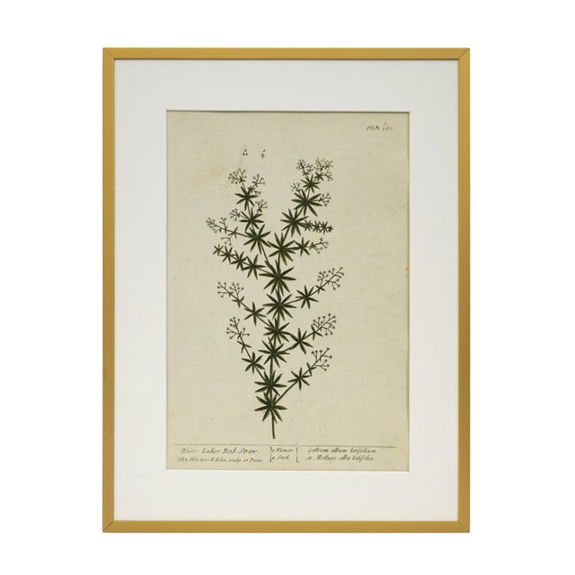 Lovely set of six hand-colored copperplate botanical engravings of medicinal plants from the celebrated 18th-century...