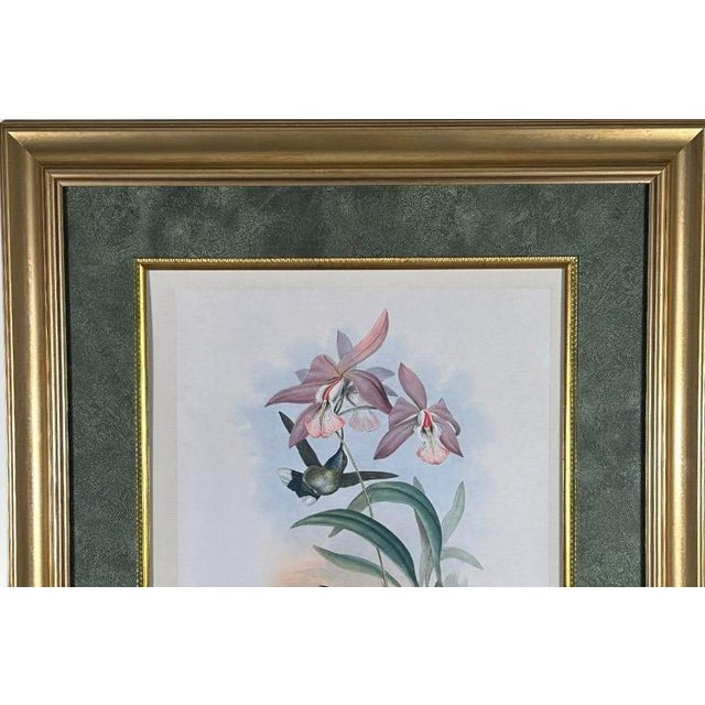 Victorian Antique John Gould 1850s Hand Colored Hummingbird Lithograph Campylopterus Delattrei Custom Framed For Sale - Image 3 of 14