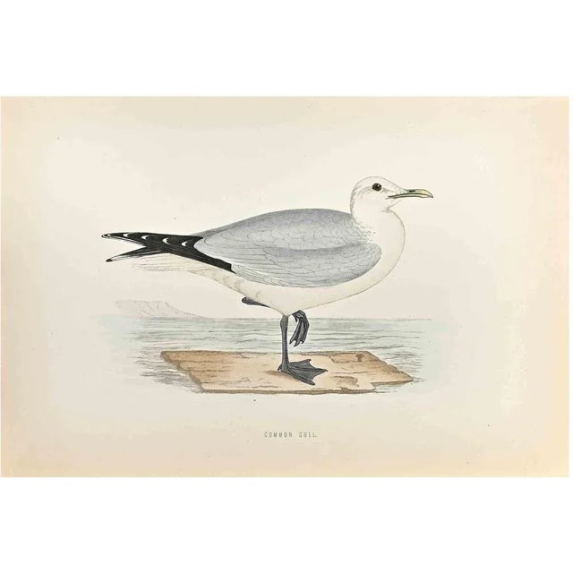Common Gull is a modern artwork realized in 1870 by the British artist Alexander Francis Lydon (1836-1917) . Woodcut...