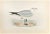 Common Gull is a modern artwork realized in 1870 by the British artist Alexander Francis Lydon (1836-1917) . Woodcut...