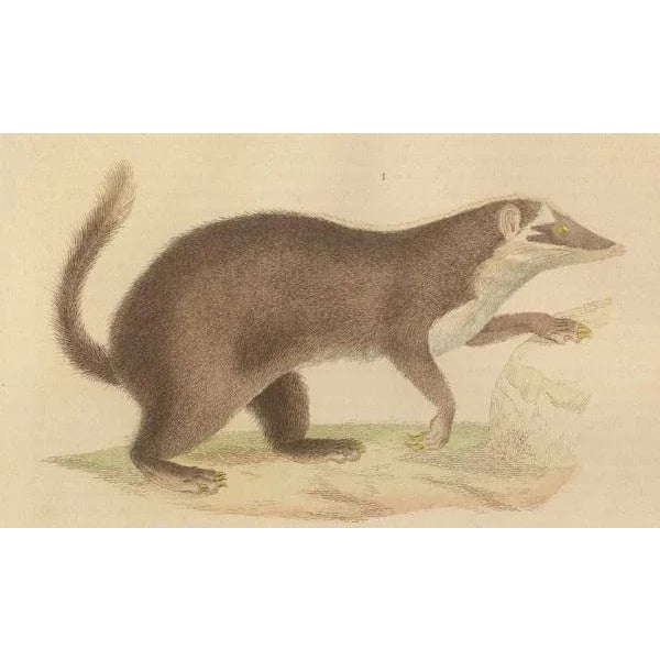 Mid 19th Century The Brown-Tailed Mongoose and the Brown Hyena, 1845, Paper For Sale - Image 5 of 6